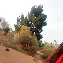 Hasina, il simpatico ebano del Madagascar